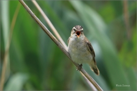 <p>RÁKOSNÍK PROUŽKOVANÝ (Acrocephalus schoenobaenus) jižní Morava ---- /Sedge warbler - Schilfrohrsänger/</p>
